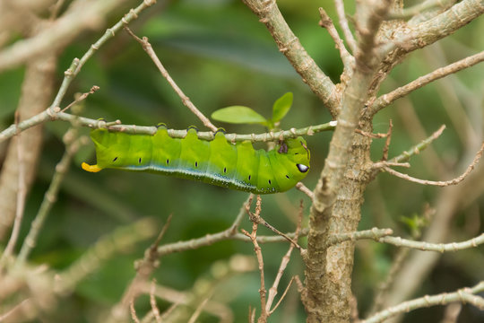 Green Lunar Caterpillar