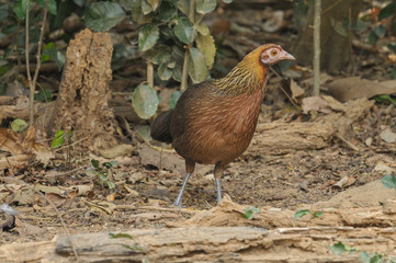 Red Junglefowl female