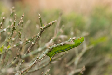 Green Lunar Caterpillar