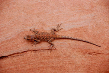 Lizard hanging out on sandstone in the deset in Southern Utah.