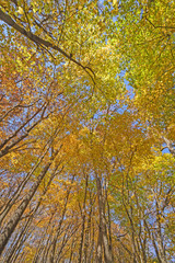 Colorful Forest Canopy in the Fall