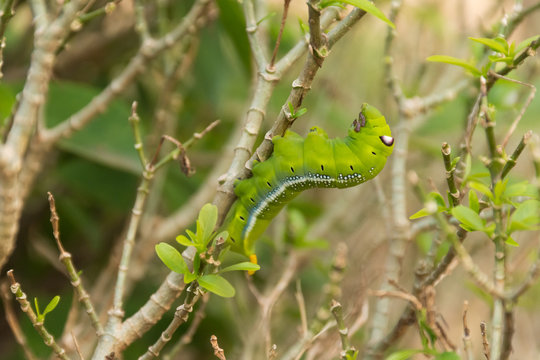 Green Lunar Caterpillar