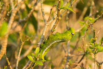 Green Lunar Caterpillar