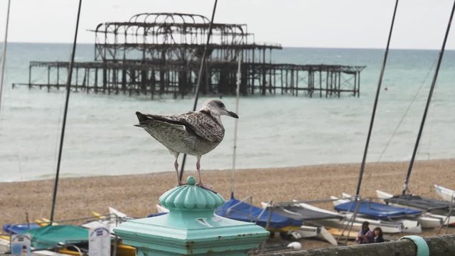 a 180p slow motion shot of a seagull taking flight  with west pier in the background at brighton beach, england