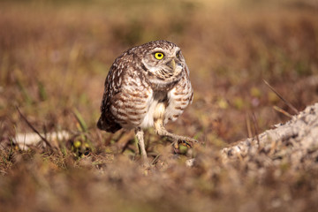 Fototapeta premium Burrowing owl Athene cunicularia perched outside its burrow