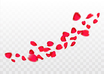 red sakura or rose falling petals