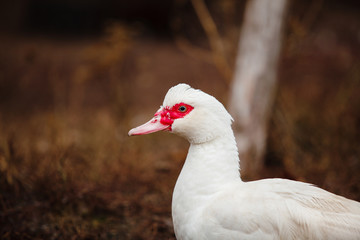 Cairina moschata. portrait of white muscovy ducks.