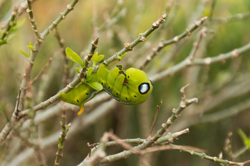 Green Lunar Caterpillar
