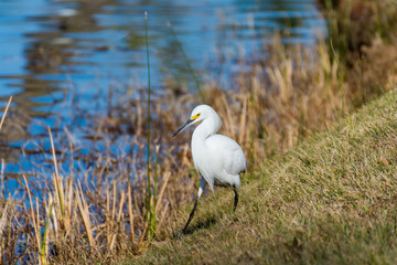 Fototapeta premium Snowy Egret creeping 