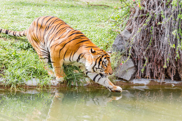 Naklejka na ściany i meble Tiger touching the water