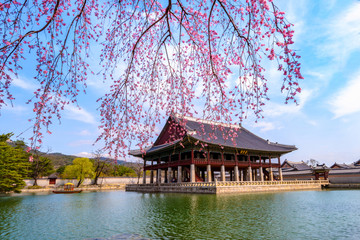 Fototapeta premium In spring, cherry blossoms at Kyeongbokgung Palace in Seoul, Korea.