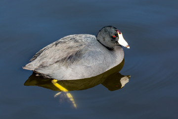 American coot at the lake