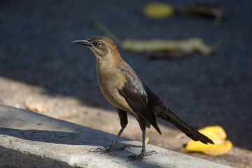 Great Tailed Grackle
