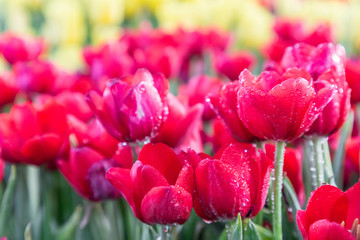 Tulip flower. Beautiful tulips in tulip field with green leaf background at winter or spring day. broken tulip.