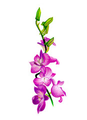 Flower paint orchids bouquet hand paint by poster color