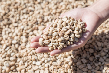 Coffee beans in woman hands. Coffee beans closeup background. green unroasted coffee beans.