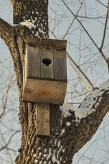 Скворечник на дереве