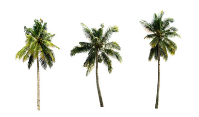 three Palm coconut the garden isolated on white background.