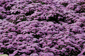 purple chrysanthemum in the garden. A bouquet of chrysanthemums. Chrysanthemum Flower. and Morning light Is a beautiful flower