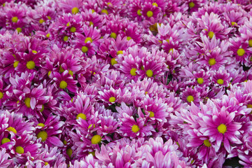 Pink chrysanthemum in the garden. A bouquet of chrysanthemums. Chrysanthemum Flower. and Morning light Is a beautiful flower