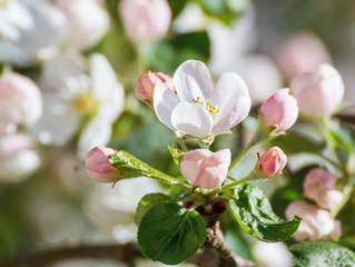 Flowers and buds on the apple tree branch