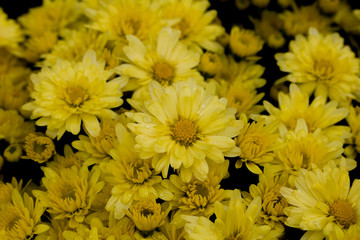 Close-up blooming yellow flowers Background with the Flowers