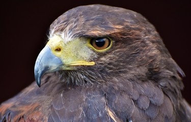 A Harris Hawk (Parabuteo unicinctus) with a black background