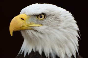 A Bald Eagle (Haliaeetus leucocephalus) on a black background.