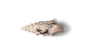 Seashell isolated on a white background.