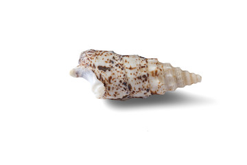 Seashell isolated on a white background.