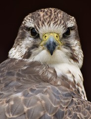 A Saker Falcon (Falco cherrug) on a black background.