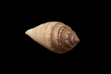 sea shell isolated on black background