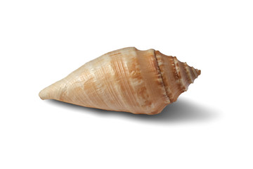 Seashell isolated on a white background.