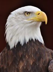 A Bald Eagle (Haliaeetus leucocephalus) on a black background.