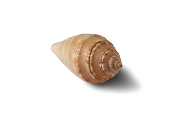 Seashell isolated on a white background.