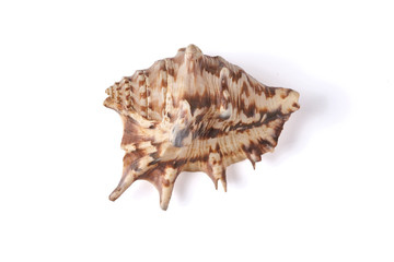 Seashell isolated on a white background.