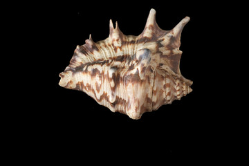 sea shell isolated on black background