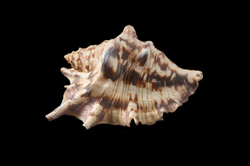 sea shell isolated on black background