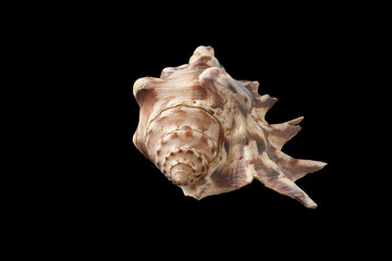 sea shell isolated on black background