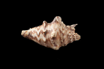sea shell isolated on black background