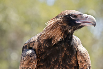 eagle