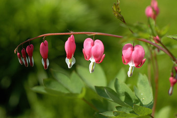 bleeding heart plant in bloom