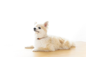 リラックスする犬