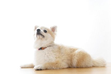 リラックスする犬