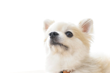 リラックスする犬