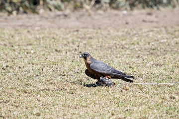hobby falcon
