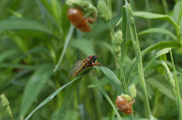 cicada