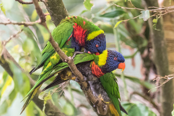 Rainbow lorikeet, beautiful parrots mating
