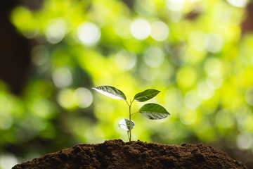 Plant a tree Natural tree Green backgroun