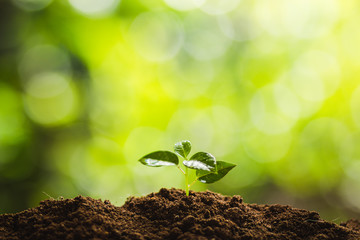 Plant a tree Natural tree Green backgroun